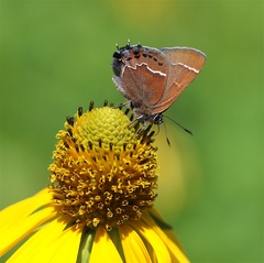 Callophrys spinetorum
