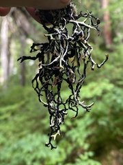 Hypogymnia duplicata