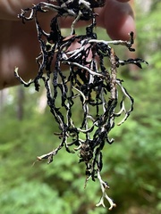 Hypogymnia duplicata