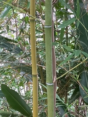 Bambusa oldhamii