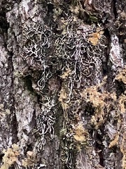 Hypogymnia duplicata