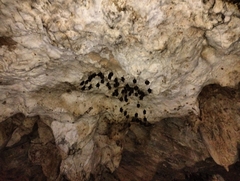 Hipposideros armiger