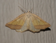 Lychnosea helveolaria