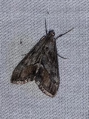 Evergestis subterminalis