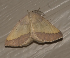 Lychnosea helveolaria