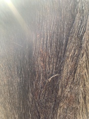 Eucalyptus baileyana