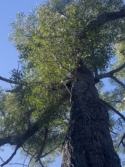 Eucalyptus baileyana