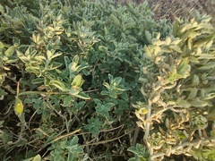 Atriplex semibaccata