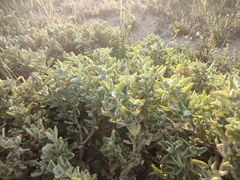 Atriplex semibaccata