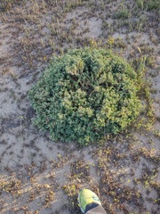 Atriplex semibaccata