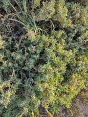 Atriplex semibaccata