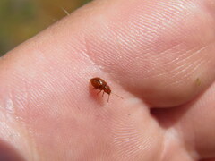 Neocrepidodera transversa