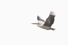 Pelecanus philippensis