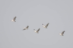 Pelecanus philippensis