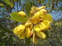Acridocarpus