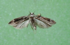 Pseudochelaria walsinghami