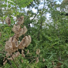 Colutea