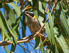 Melithreptus gularis laetior