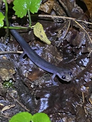 Plethodon montanus
