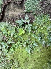 Pteris minor