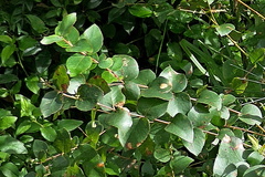 Eucalyptus angophoroides