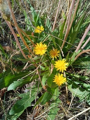 Taraxacum bessarabicum