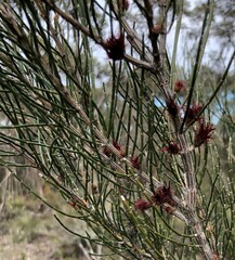 Allocasuarina mackliniana