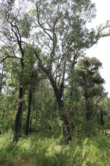 Eucalyptus angophoroides