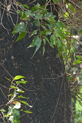 Eucalyptus angophoroides