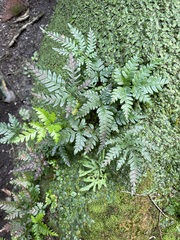 Pteris minor