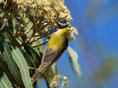 Melithreptus gularis laetior