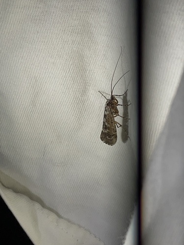 iNaturalist observation photo of Lenarchus