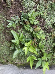 Pteris minor