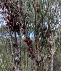 Allocasuarina mackliniana