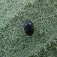 Delphastus catalinae