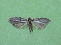 Wockia asperipunctella