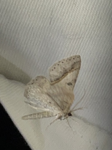 iNaturalist observation photo of Underwing, Tiger, Tussock, and Allied Moths