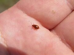 Neocrepidodera transversa