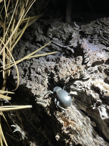 iNaturalist observation photo of Coelocnemis
