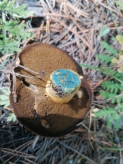 Suillus variegatus
