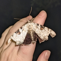 Catocala sappho