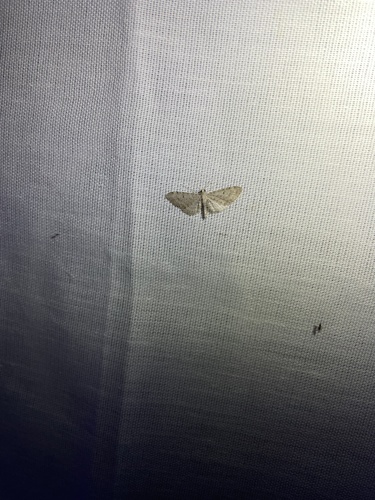 iNaturalist observation photo of Sterrhini