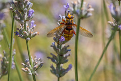 Milesia crabroniformis