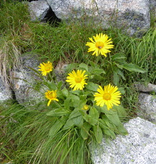 Doronicum clusii