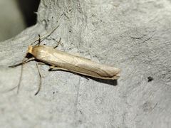 Eilema marcida