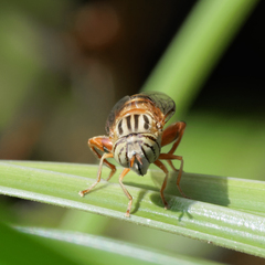 Eristalinus paria