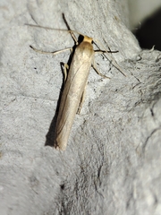 Eilema marcida