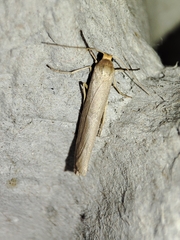 Eilema marcida