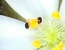 Halotydeus destructor