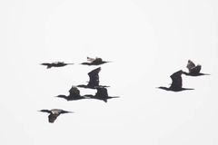 Phalacrocorax fuscicollis